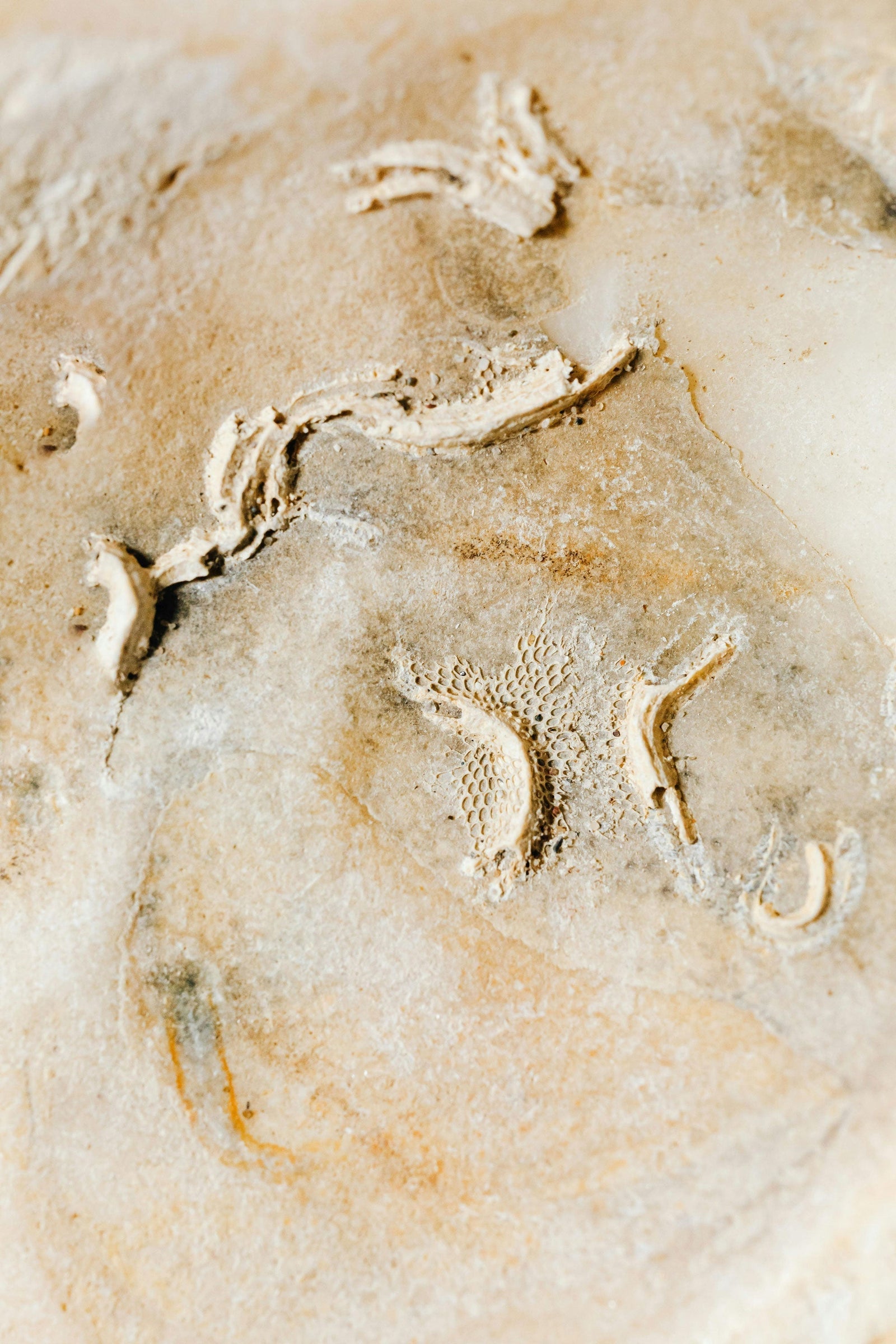 READING BETWEEN THE BONE