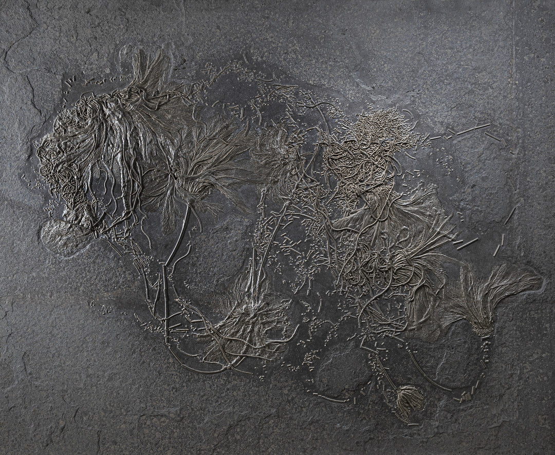 Holzmaden crinoid colony wall fossil