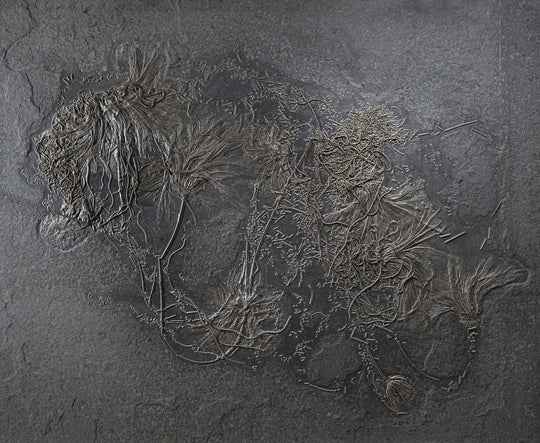 Holzmaden crinoid colony wall fossil