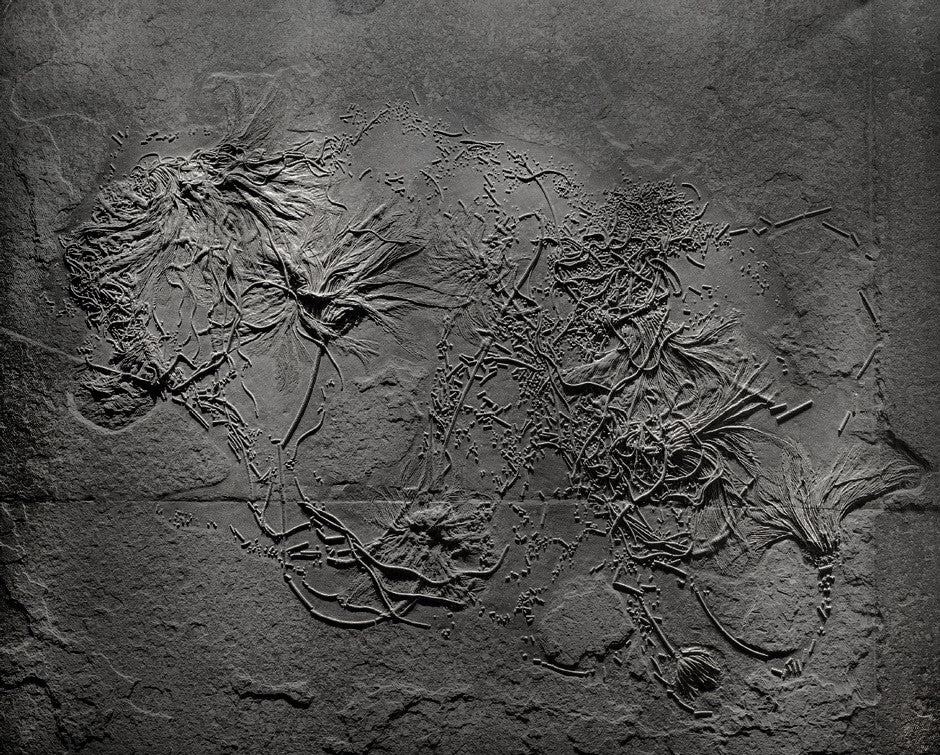 museum quality Seirocrinus subangularis mural