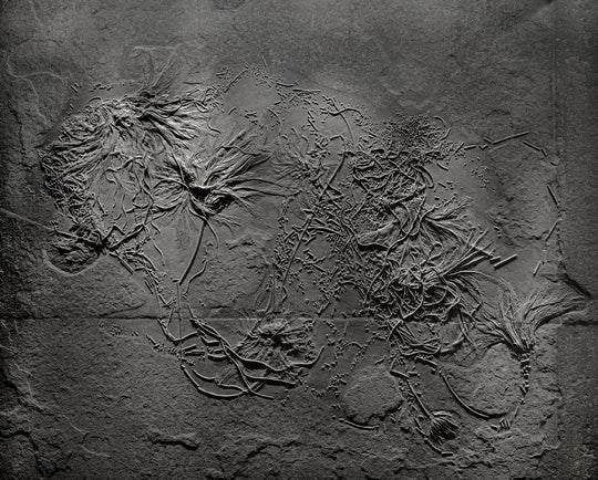 museum quality Seirocrinus subangularis mural