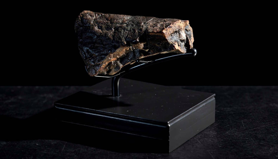 Fossilized Triceratops nasal horn and beak 