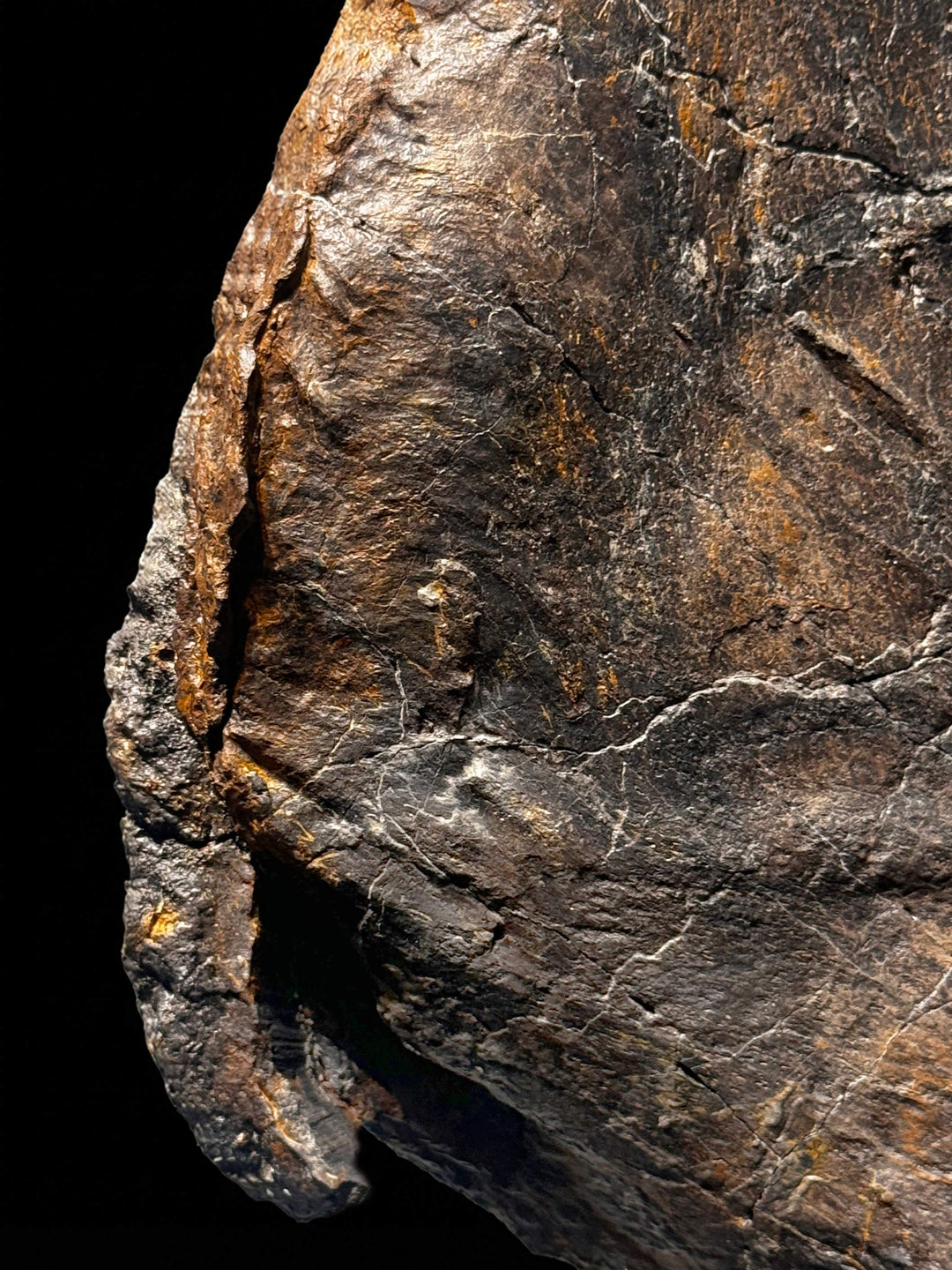 Fossilized Triceratops humerus, featuring a weathered, brownish-tan texture with dark mineral patches.