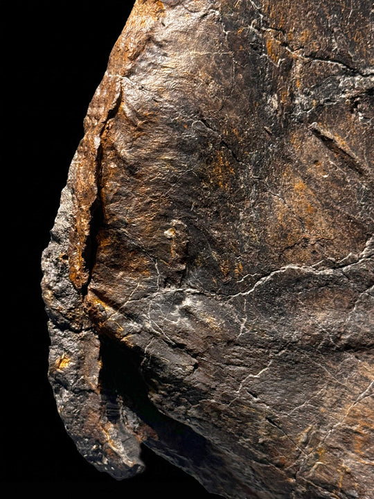 Fossilized Triceratops humerus, featuring a weathered, brownish-tan texture with dark mineral patches.