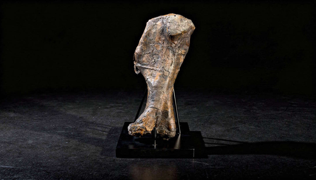 A Terra Ossa fossilized Triceratops humerus (upper arm bone).