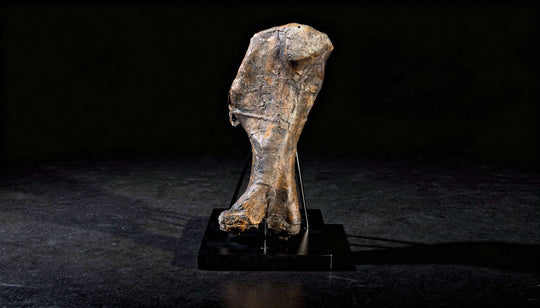 A Terra Ossa fossilized Triceratops humerus (upper arm bone).