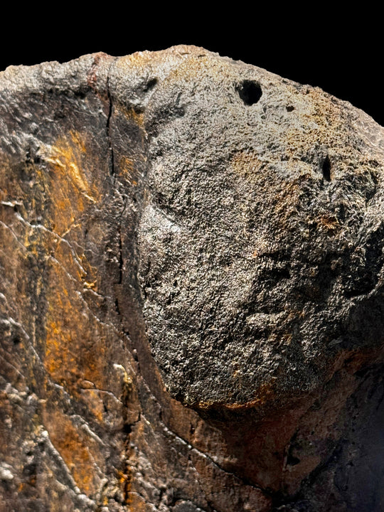 The upper forelimb bone of a Triceratops, ranking among the most substantial and exquisitely preserved examples of ceratopsian anatomy.