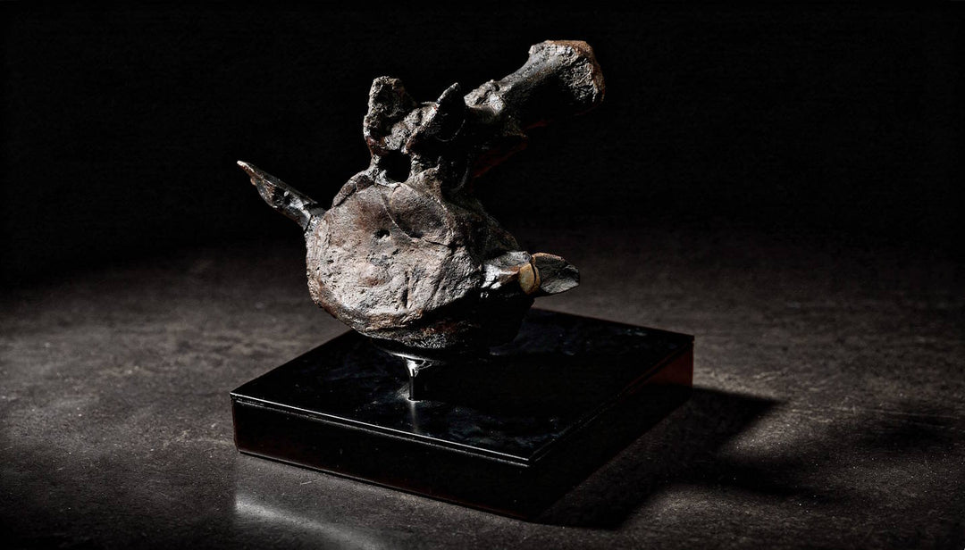A Terra Ossa fossilized Triceratops vertebra mounted on a black display pedestal. 