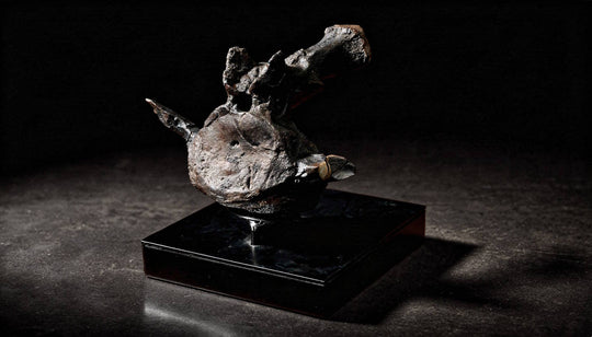 A Terra Ossa fossilized Triceratops vertebra mounted on a black display pedestal. 