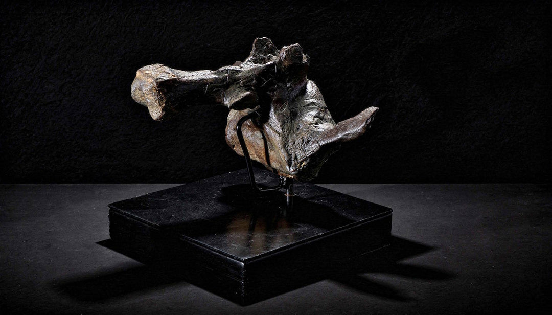 A Terra Ossa fossilized Triceratops vertebra mounted on a black display pedestal. The bone features a large, rounded, showcasing a dark, heavily mineralized and weathered texture. 
