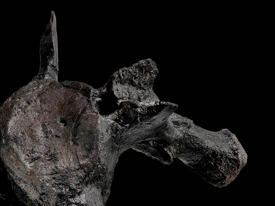This exquisitely preserved Triceratops vertebra is a tangible connection to the Late Cretaceous.