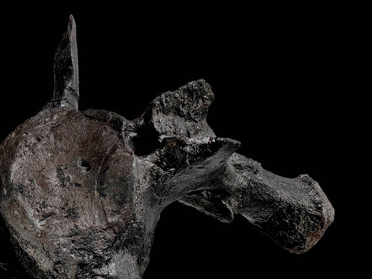 This exquisitely preserved Triceratops vertebra is a tangible connection to the Late Cretaceous.
