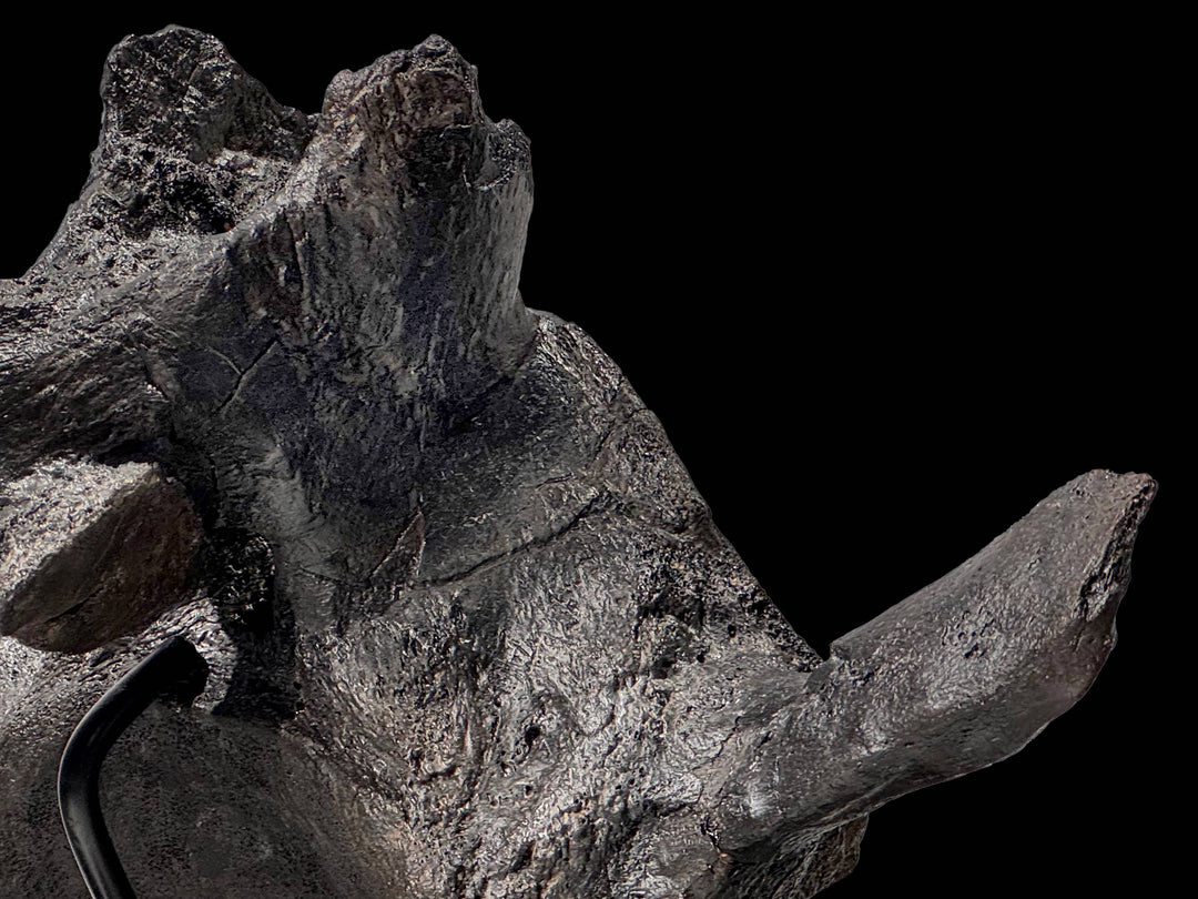 This exquisitely preserved Triceratops vertebra is a centerpiece for a high-end fossil collection.