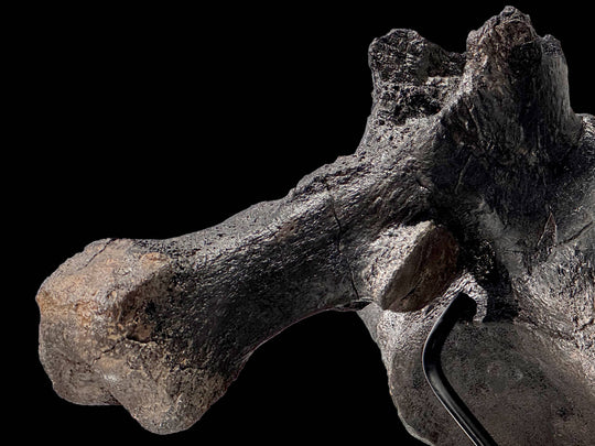 A Terra Ossa fossilized Triceratops vertebra, showcasing a dark, heavily mineralized and weathered texture.