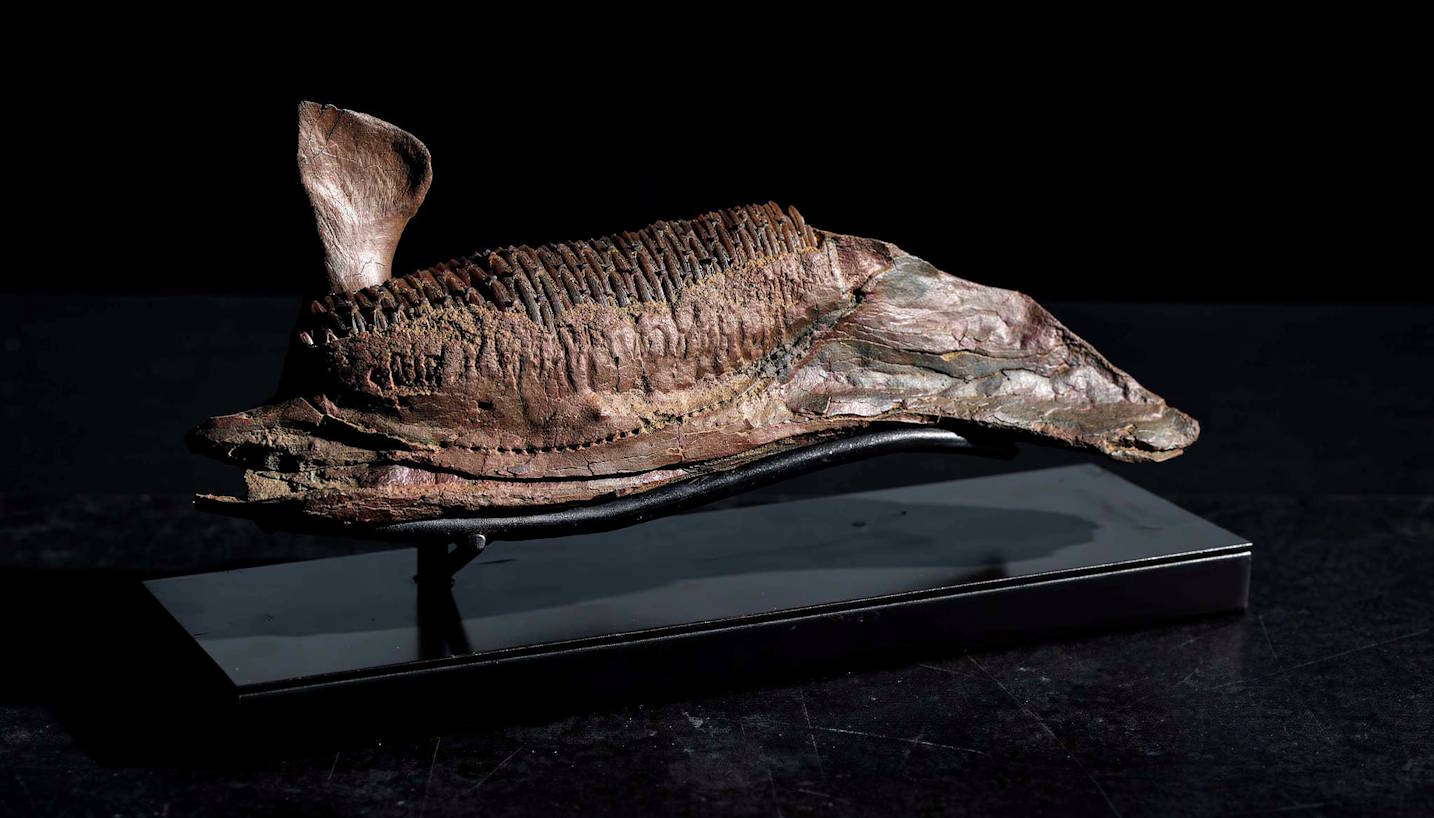 A fossilized Edmontosaurus left jawbone (dentary).