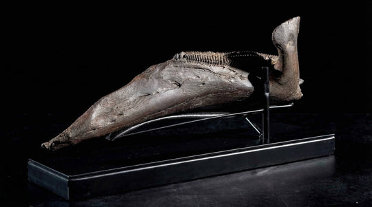 A fossilized Edmontosaurus left jawbone (dentary), showcasing a massive dental battery, featuring hundreds of small, diamond-shaped teeth tightly packed into vertical rows.