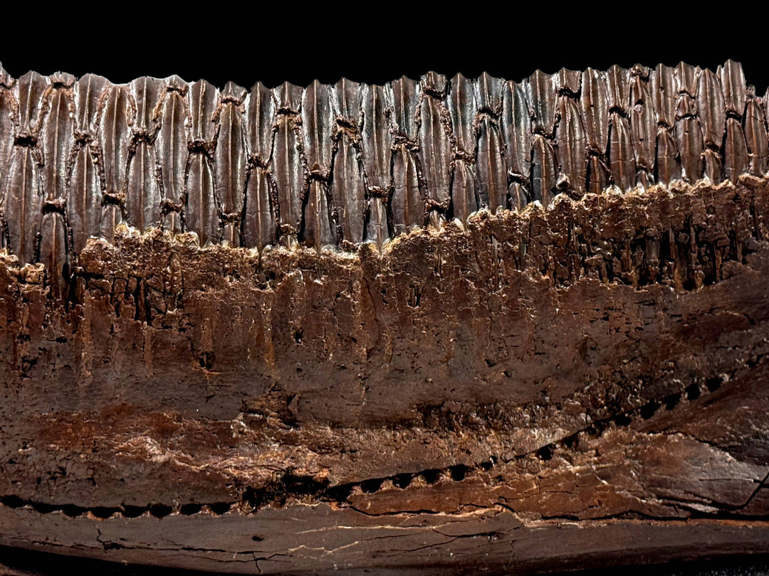 A fossilized Edmontosaurus left jawbone (dentary) displaying a rich, dark-brown mineralized color.