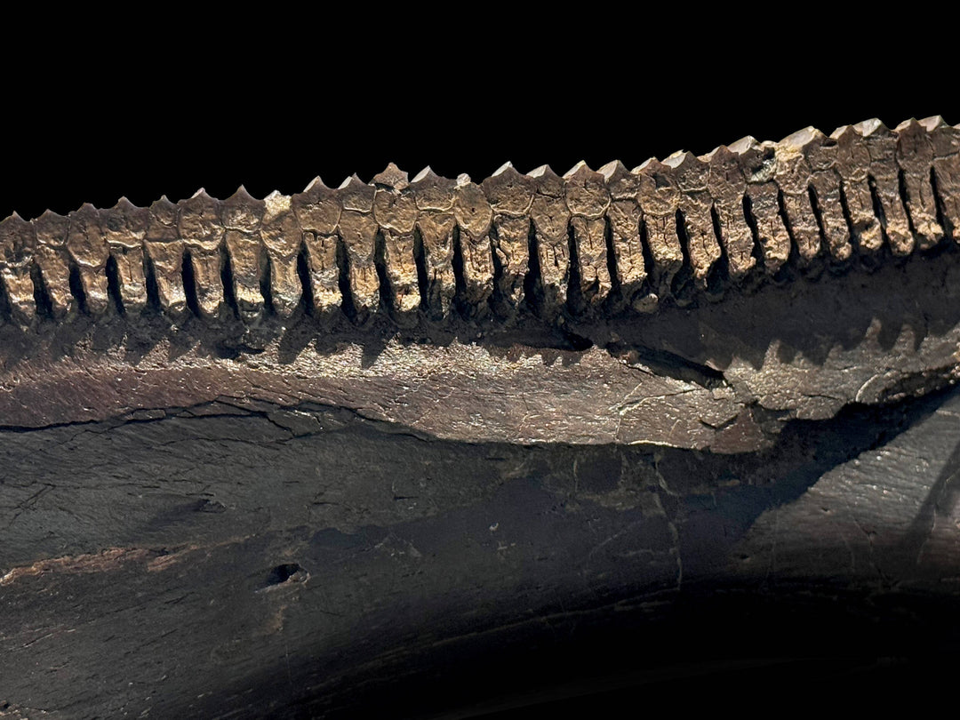 The jawbone is robust and beautifully mineralized, its deep brown to black hues characteristic of fossils from the Hell Creek Formation. 