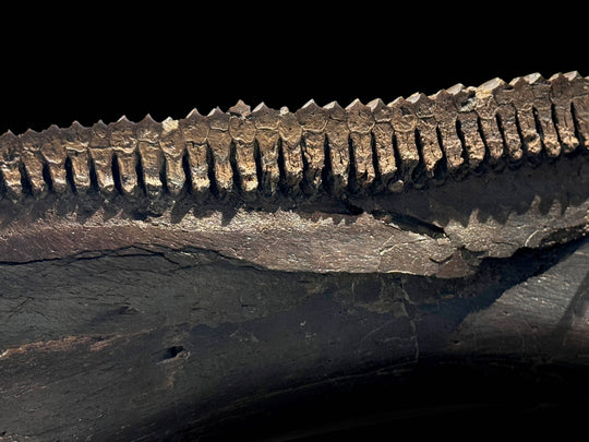 The jawbone is robust and beautifully mineralized, its deep brown to black hues characteristic of fossils from the Hell Creek Formation. 