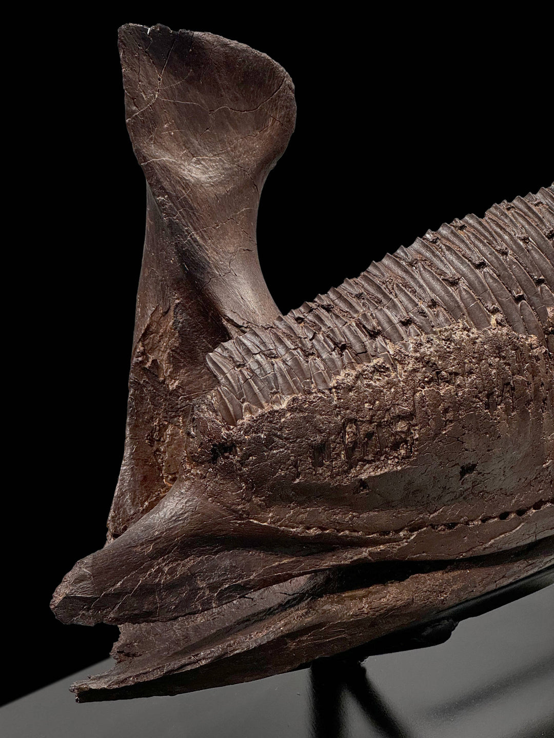 Edmontosaurus effortlessly processed even the toughest Cretaceous vegetation, securing its place as a dominant herbivore.
