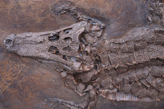 crocodile fossil with preserved skin outline