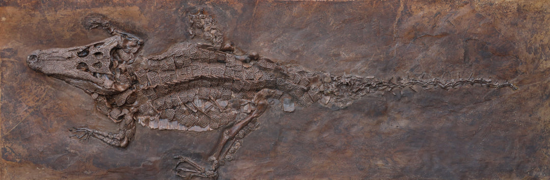 complete Eocene crocodile skeleton