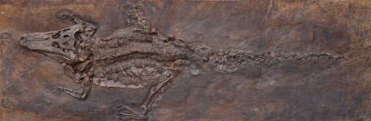 complete Eocene crocodile skeleton