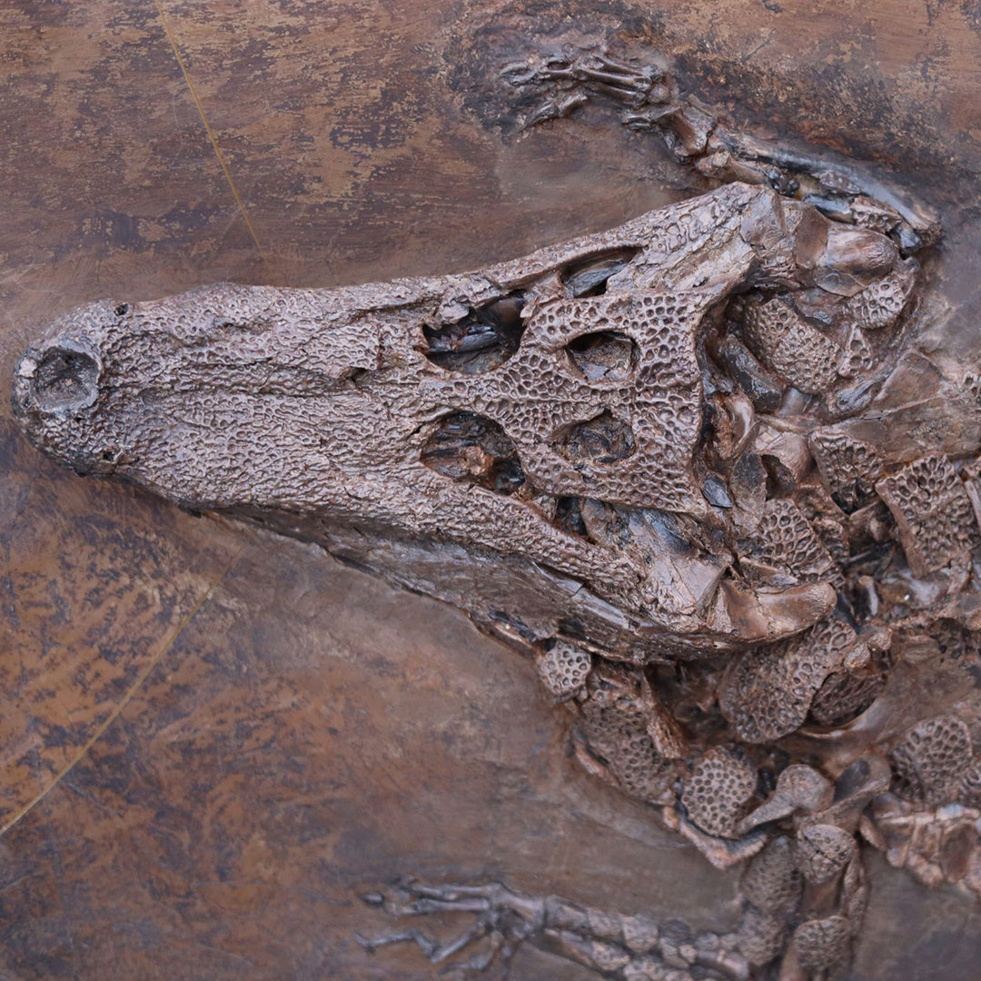 Diplocynodon crocodile fossil from Messel Pit