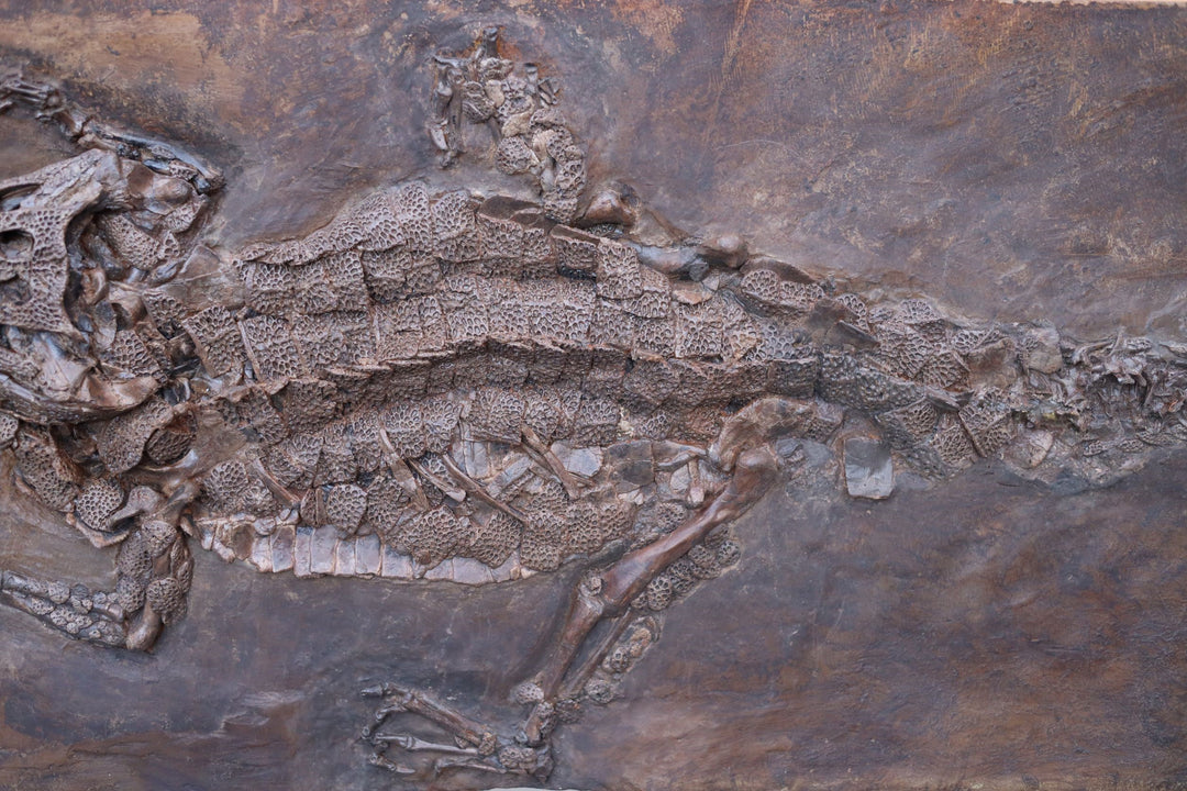 museum quality Diplocynodon reptile fossil
