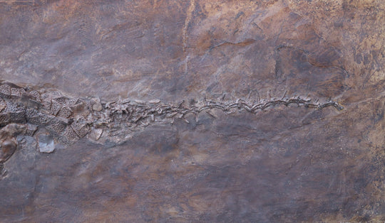 museum quality crocodile fossil