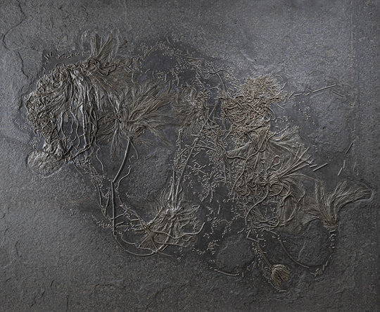 Holzmaden crinoid colony wall fossil
