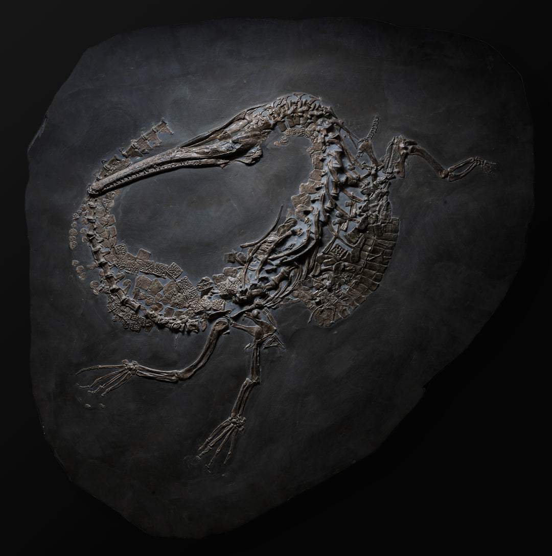 A Steneosaurus bollensis fossil plate.