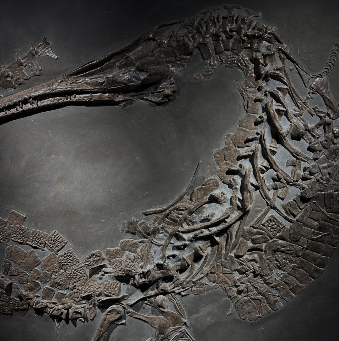 A Lower Jurassic Steneosaurus bollensis fossil plate.