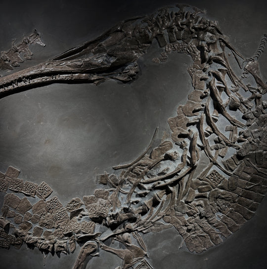 A Lower Jurassic Steneosaurus bollensis fossil plate.