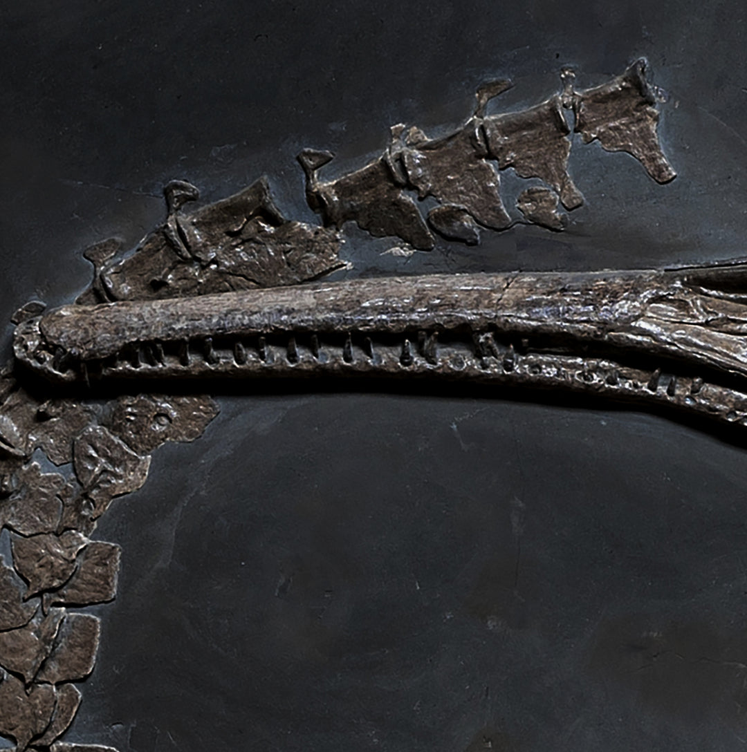 A detailed image of a Steneosaurus bollensis fossil plate.