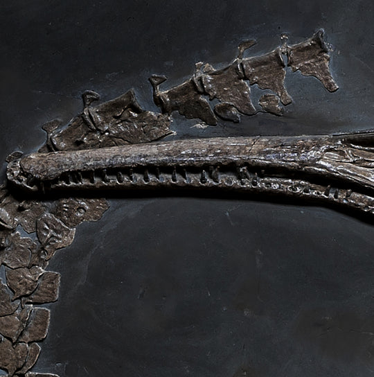 A detailed image of a Steneosaurus bollensis fossil plate.