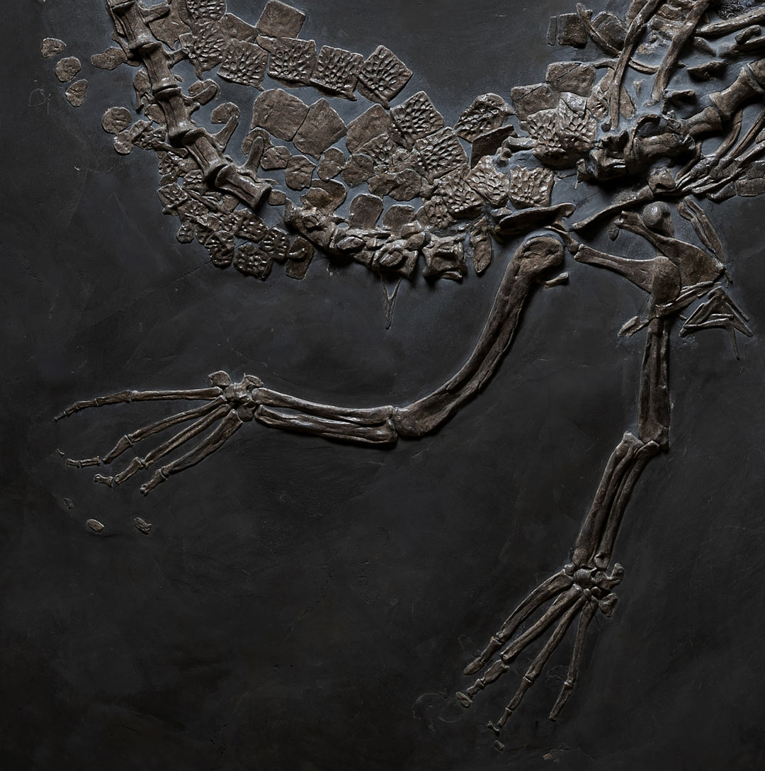 A close up of a Steneosaurus bollensis fossil plate.