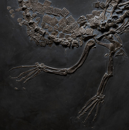 A close up of a Steneosaurus bollensis fossil plate.