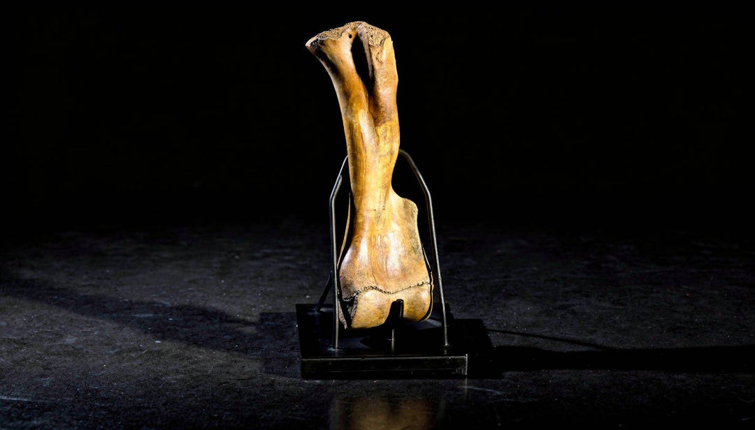 A Terra Ossa fossilized Mammuthus sp. (mammoth) humerus (upper arm bone) tall and sturdy, featuring a warm, tan-colored surface with natural weathering and mineral staining. 