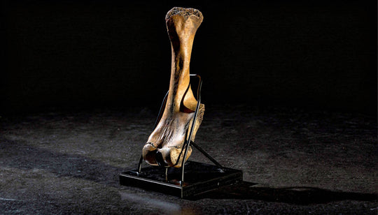 A Terra Ossa fossilized Mammuthus humerus (upper arm bone).The large, rounded condyles at the base are clearly visible, illustrating the massive scale of the extinct animal's limb. 