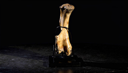 A Terra Ossa fossilized Mammuthus sp. (mammoth) humerus (upper arm bone) from Carter County, Montana.