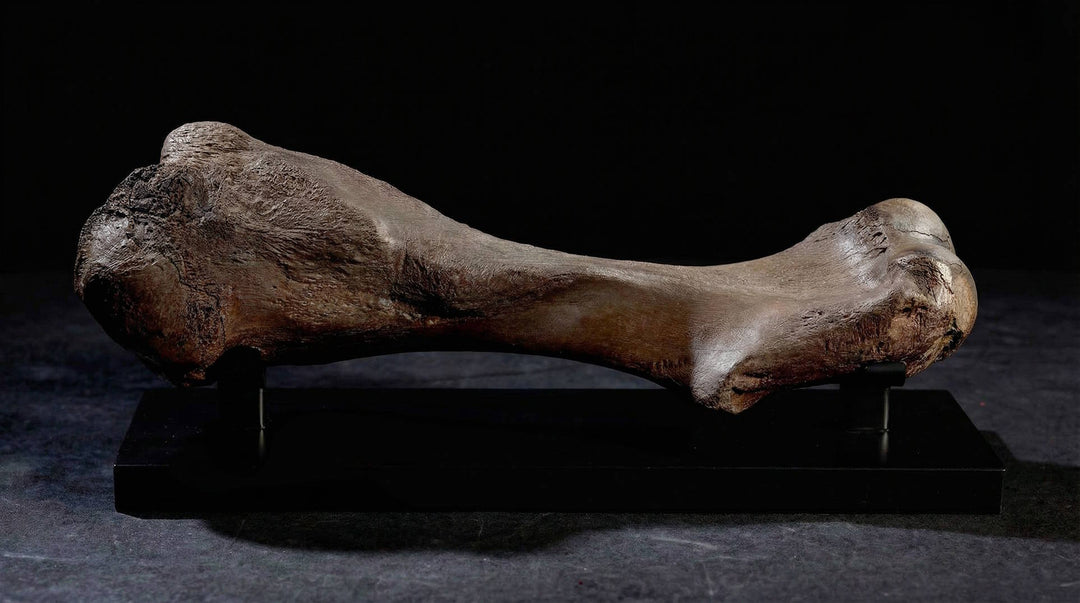 A fossilized Woolly Mammoth (Mammuthus primigenius) humerus.