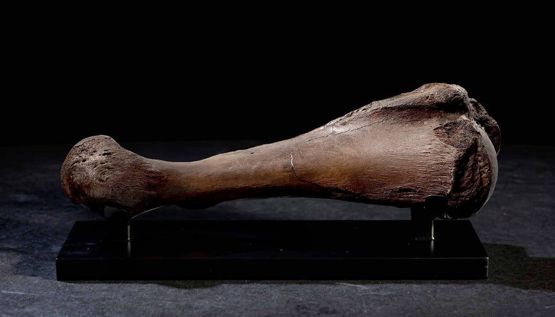 A fossilized Woolly Mammoth (Mammuthus primigenius) humerus. The bone is massive and robust, featuring a deep, chocolate-brown mineralized color and a smooth, weathered surface. 