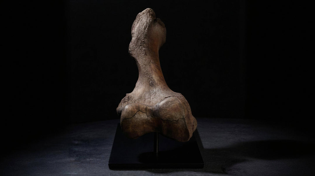  Mammoths roamed from the frozen expanse of the tundra-steppe to the sweeping grasslands and sun-dappled parklands.