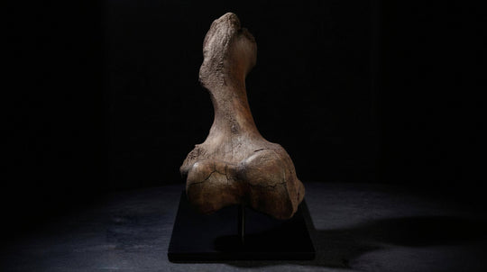  Mammoths roamed from the frozen expanse of the tundra-steppe to the sweeping grasslands and sun-dappled parklands.