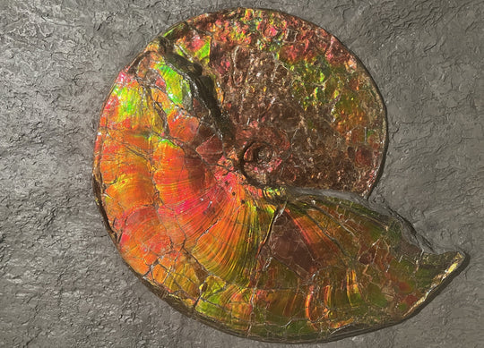 rainbow aragonite ammonite display