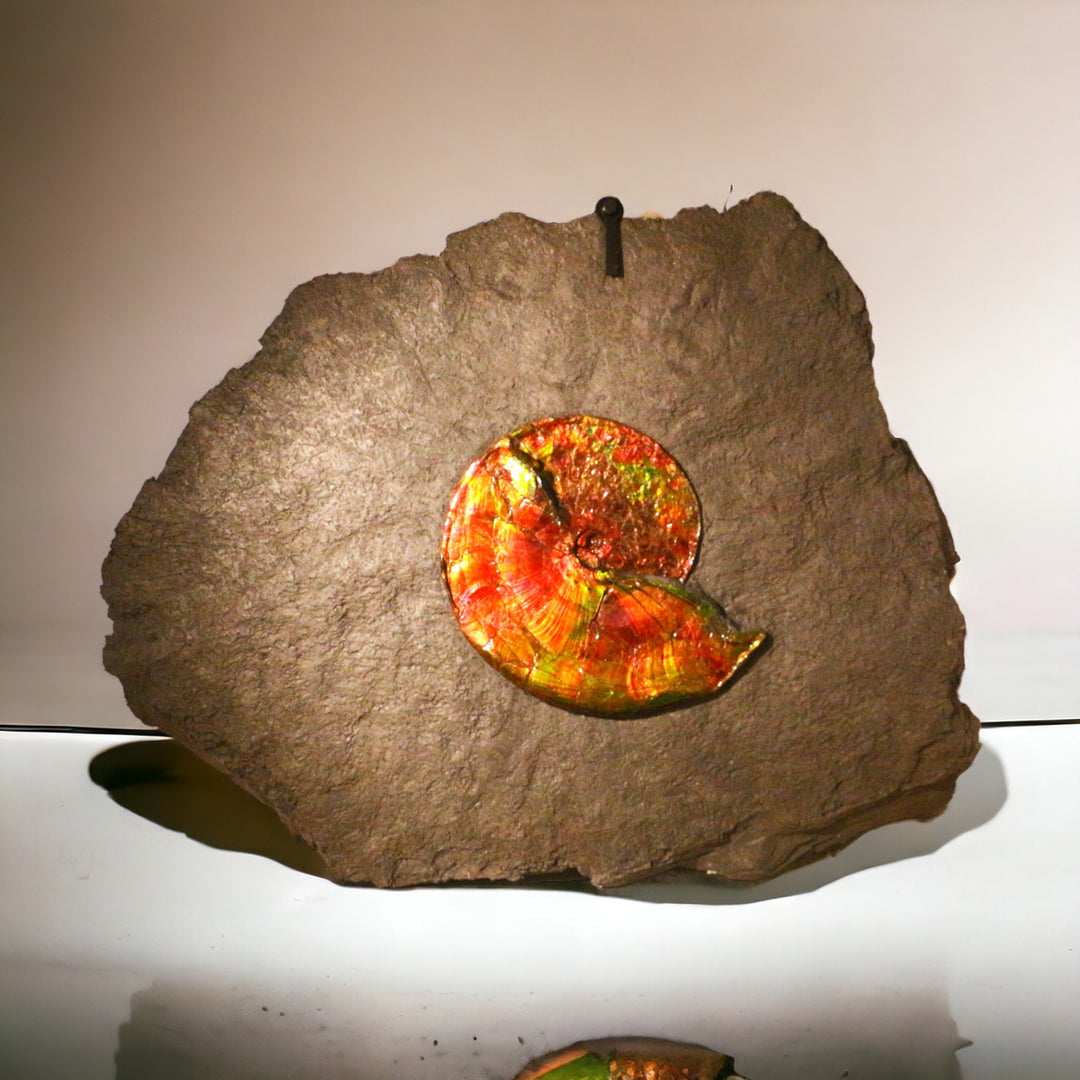 gem quality Cretaceous ammonite shell