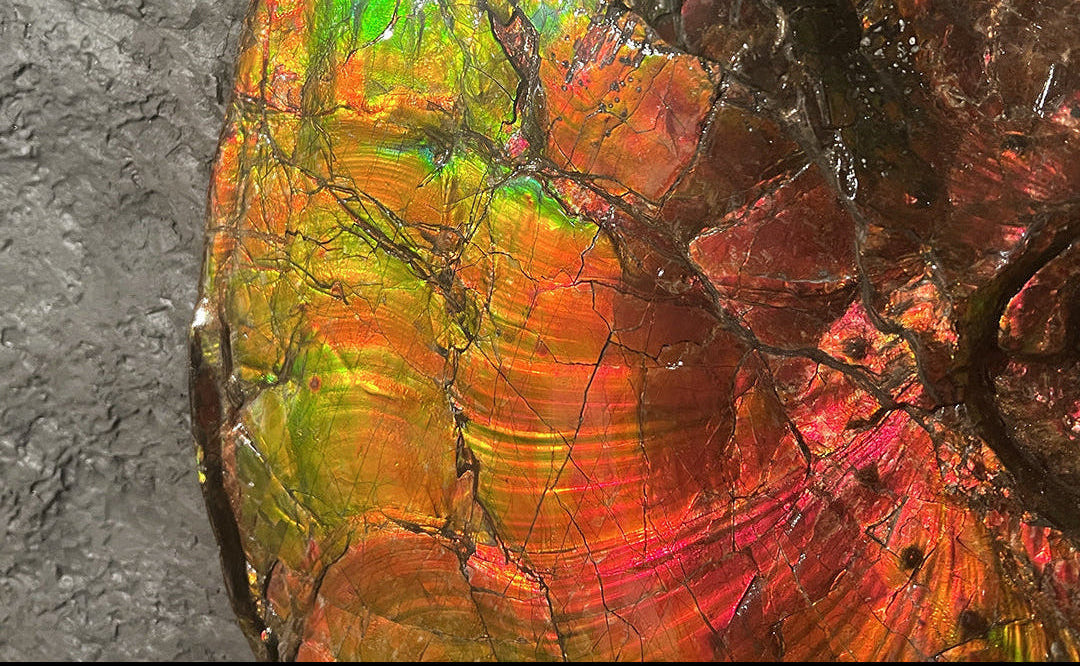 iridescent ammonite fossil plate