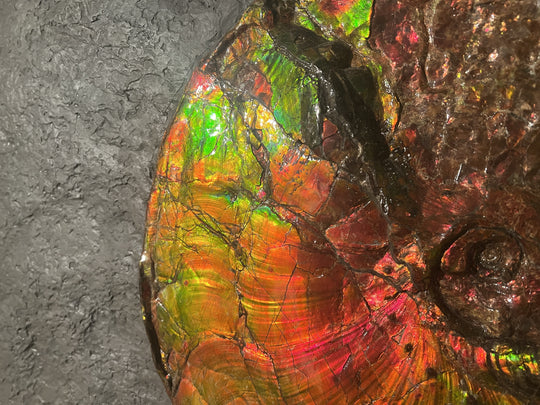 iridescent ammonite fossil with stand