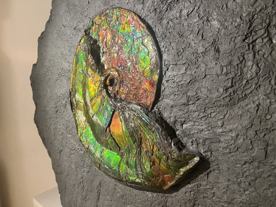 iridescent ammonite from the Cretaceous